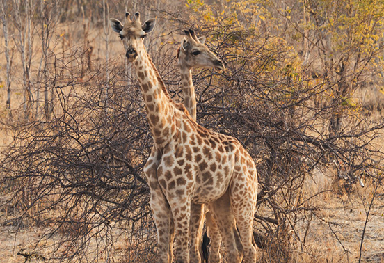 Giraffes standing in dry bushveld in Hwange National Park, Zimbabwe