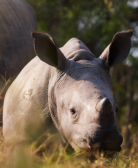 Livingstone, Zambia & Chobe, Botswana