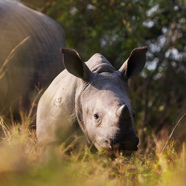 White rhino in Mosi-oa-Tunya National Park near Livingstone, Zambia