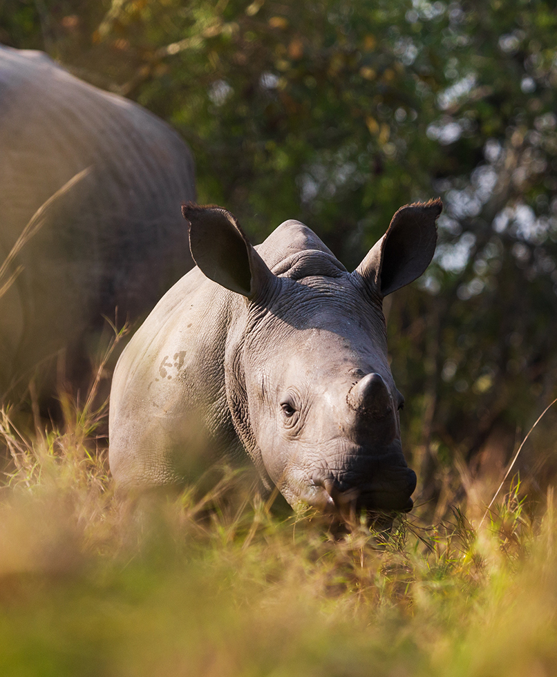 White rhino in Mosi-oa-Tunya National Park near Livingstone, Zambia
