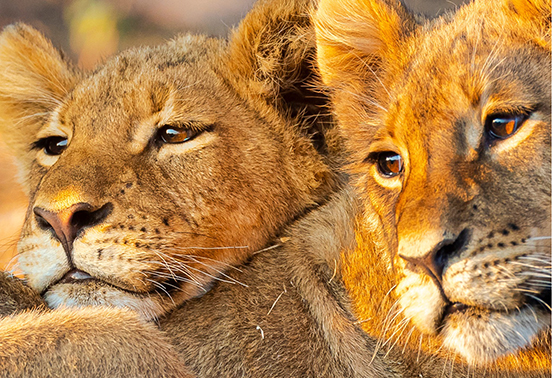 Young lions resting in Chobe National Park, Botswana