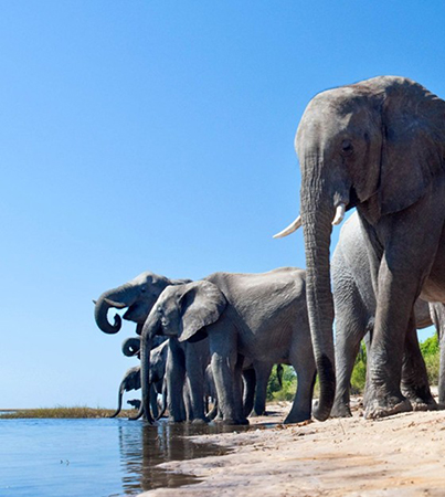 Elephants gathered along the Chobe River in Botswana