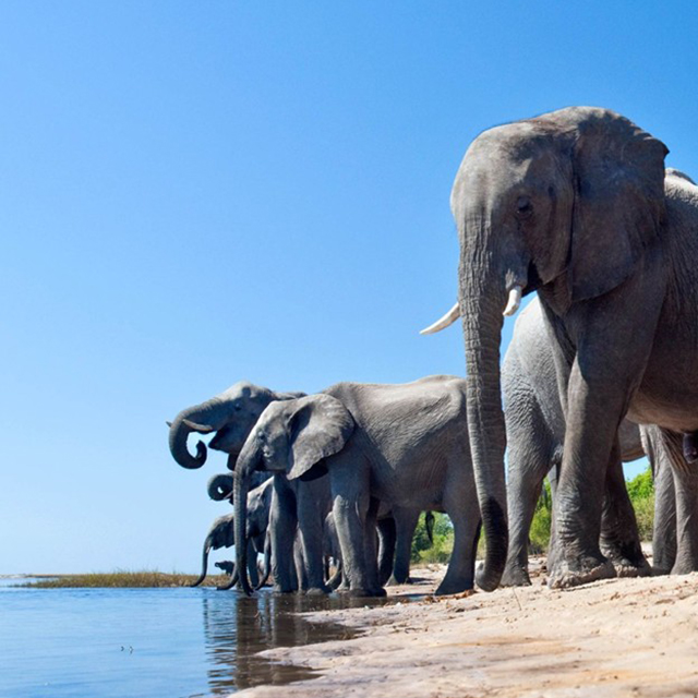 Elephants gathered along the Chobe River in Botswana