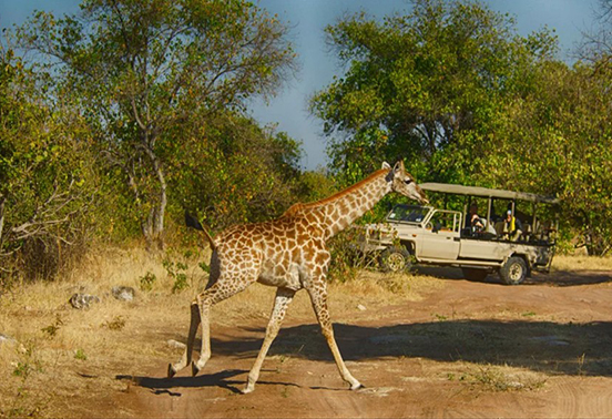 Giraffe crossing in front of a safari vehicle in Chobe National Park, Botswana