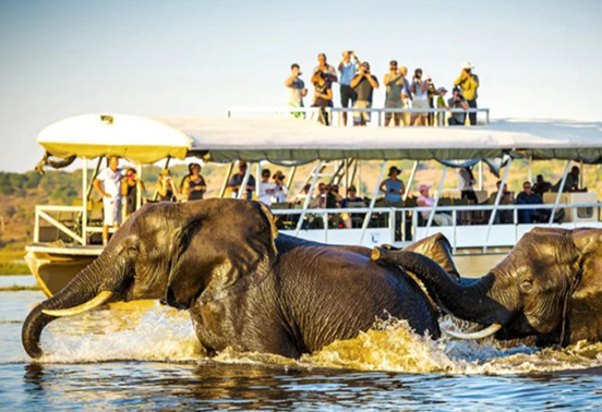 Elephants crossing the Chobe River beside a safari boat in Botswana