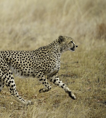 Cheetah running at full stride through dry grassland in Hwange National Park, Zimbabwe