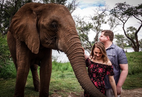 Couple laughing as an elephant reaches out its trunk during an elephant interaction on the Zambezi River, Livingstone, Zambia