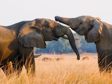 Two bull elephants sparring face to face with intertwined trunks in the golden grasslands of Lower Zambezi National Park, Zambia