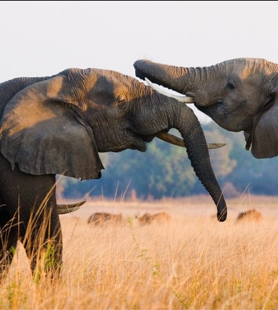 Two bull elephants sparring face to face with intertwined trunks in the golden grasslands of Lower Zambezi National Park, Zambia