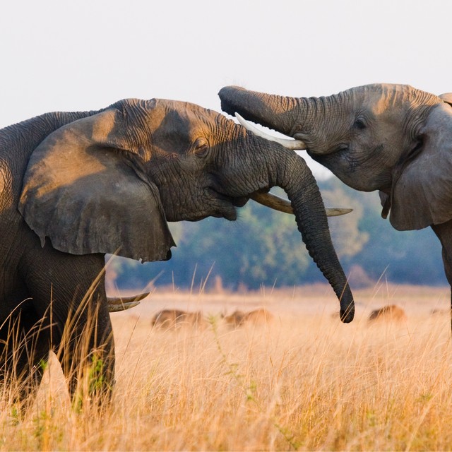 Two bull elephants sparring face to face with intertwined trunks in the golden grasslands of Lower Zambezi National Park, Zambia