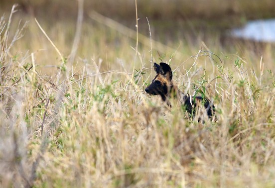 African wild dog peering through tall grass in Hwange National Park, Zimbabwe