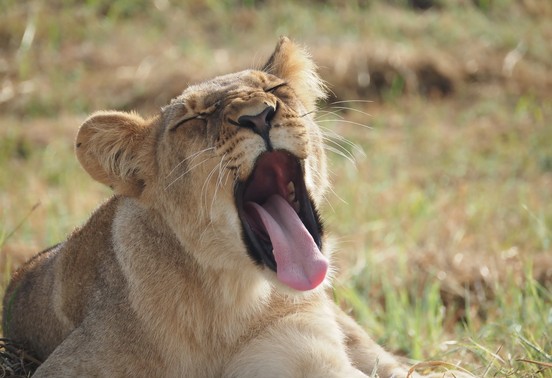 Young lion cub yawning in the grasslands of Hwange National Park, Zimbabwe