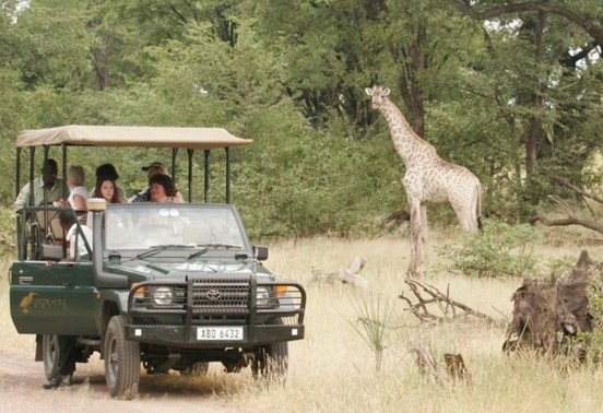 Bushtracks safari vehicle alongside a giraffe during a game drive in Mosi-oa-Tunya National Park, Livingstone, Zambia