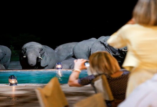 Elephant herd drinking from Iganyana Tented Camp's pool by lantern light at night, Hwange, Zimbabwe