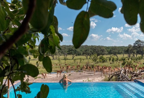 Guest in infinity pool watching impala herd on the floodplain at Iganyana Tented Camp, Hwange, Zimbabwe