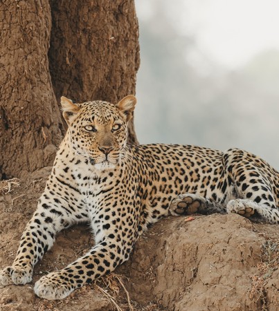 Leopard resting on a rocky termite mound and staring directly at the camera, Lower Zambezi National Park, Zambia