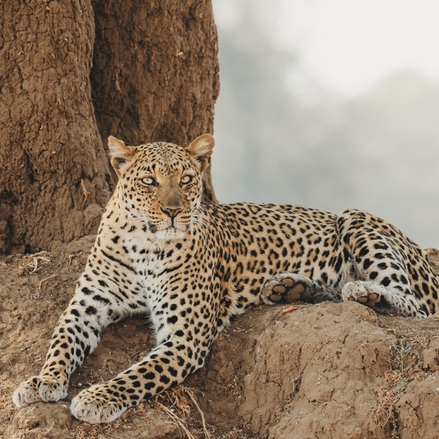 Leopard resting on a rocky termite mound and staring directly at the camera, Lower Zambezi National Park, Zambia