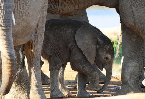 Newborn elephant calf sheltering between adult elephants beside the Zambezi River, Lower Zambezi National Park, Zambia