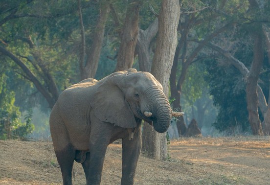 Bull elephant drinking from the Zambezi River at dawn in misty woodland, Lower Zambezi National Park, Zambia