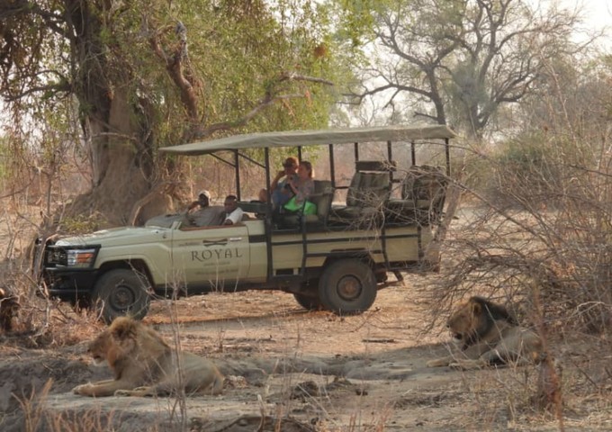 Royal Zambezi Lodge safari vehicle surrounded by lions on a private concession game drive, Lower Zambezi National Park, Zambia