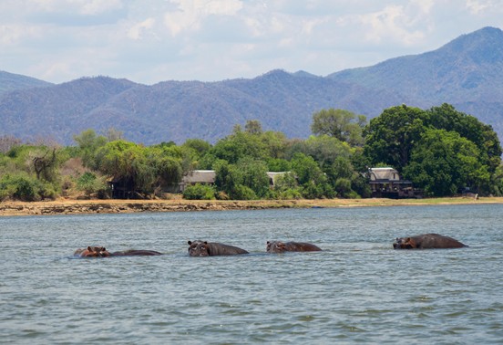 Pod of hippos surfacing in the Zambezi River with Royal Zambezi Lodge and the escarpment visible behind, Lower Zambezi, Zambia