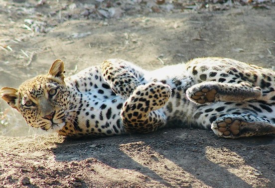 Young leopard rolling playfully on a sandy track in Lower Zambezi National Park, Zambia