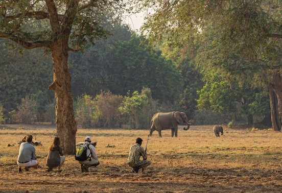 Guide and guests crouching to observe elephants on a walking safari in Lower Zambezi National Park, Zambia