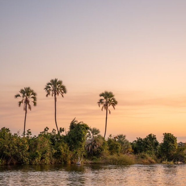 Palm trees silhouetted against a golden sunset sky over the Zambezi River, Victoria Falls, Zimbabwe