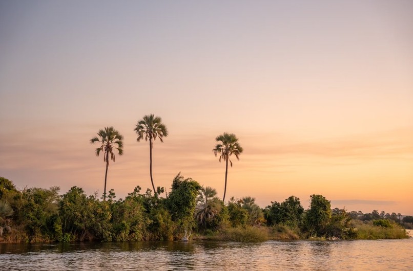 Palm trees silhouetted against a golden sunset sky over the Zambezi River, Victoria Falls, Zimbabwe
