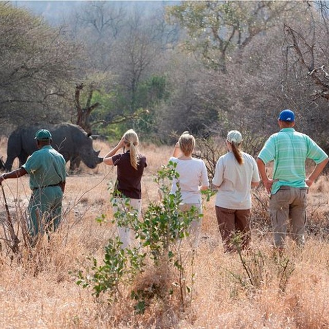 Group of guests walking close to white rhino with a guide in Mosi-oa-Tunya National Park, Livingstone, Zambia