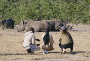 Guide and guests crouching close to white rhino on a walking safari in Mosi-oa-Tunya National Park, Livingstone, Zambia