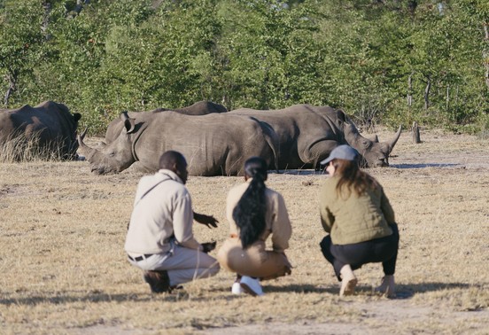 Guide and guests crouching close to white rhino on a walking safari in Mosi-oa-Tunya National Park, Livingstone, Zambia