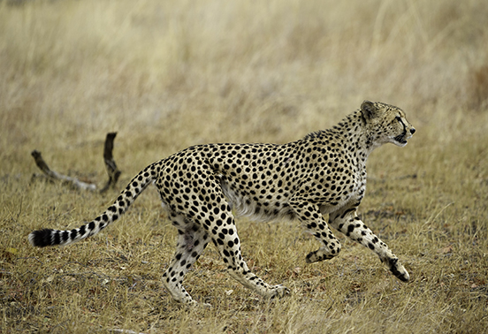 Cheetah walking through dry grassland in Hwange National Park, Zimbabwe