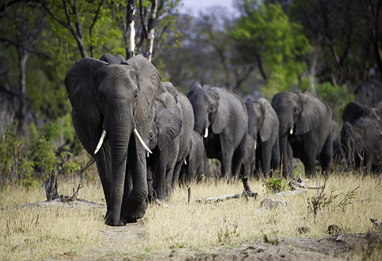 Elephant herd walking through woodland in Hwange National Park, Zimbabwe
