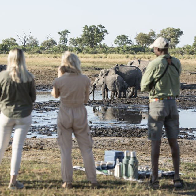 Guests and a guide standing at a waterhole watching a herd of elephants drink, with a bush breakfast laid out behind them, Okavango Delta, Botswana