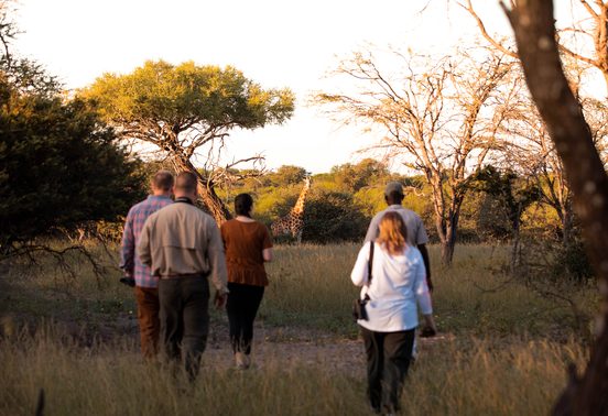 Guests and a safari guide walking toward a giraffe through golden grasslands at dusk at Thamo Telele, Botswana