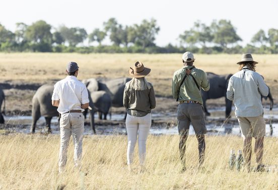 Four guests standing on foot watching a herd of elephants at a waterhole in the Okavango Delta, Botswana