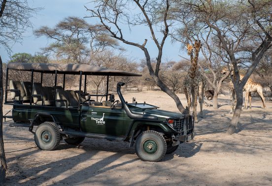 Thamo Telele branded game drive vehicle parked among giraffes and an ostrich in dry woodland, Okavango Delta, Botswana