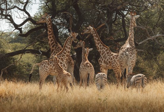 Tower of giraffes and zebras grazing together in golden dry grasslands at Thamo Telele, Okavango Delta, Botswana