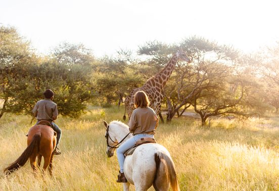 Two horse riders approaching a giraffe in golden grasslands at Thamo Telele, Okavango Delta, Botswana