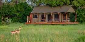 Two impala grazing in lush green grass in front of the main safari tent at Karangoma, Okavango Delta, Botswana