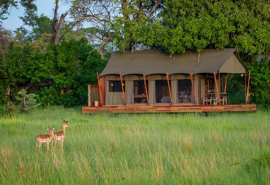 Two impala grazing in lush green grass in front of the main safari tent at Karangoma, Okavango Delta, Botswana