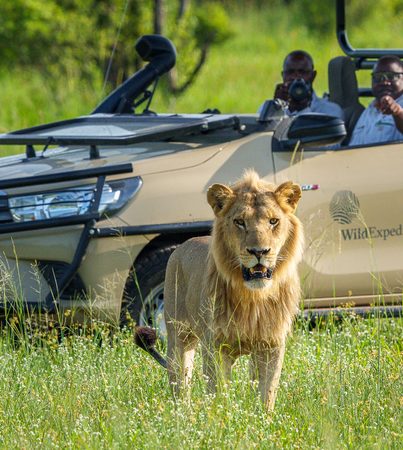A young male lion walking directly toward the camera in front of a Wild Expeditions game drive vehicle in the Okavango Delta, Botswana