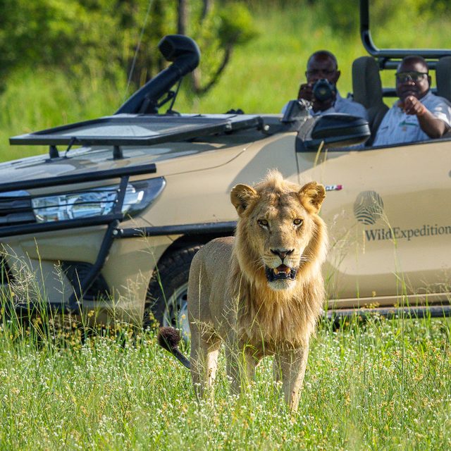 A young male lion walking directly toward the camera in front of a Wild Expeditions game drive vehicle in the Okavango Delta, Botswana