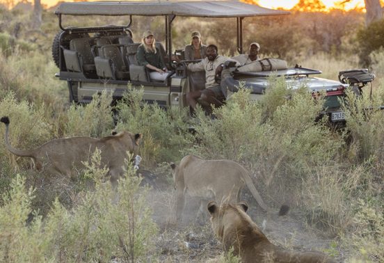 Two lionesses moving through scrub in front of a game drive vehicle at sunset in the Okavango Delta, Botswana