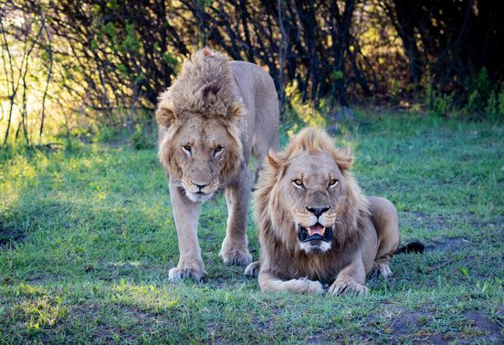 Two male lions — one standing, one resting — staring directly at the camera in the Okavango Delta, Botswana