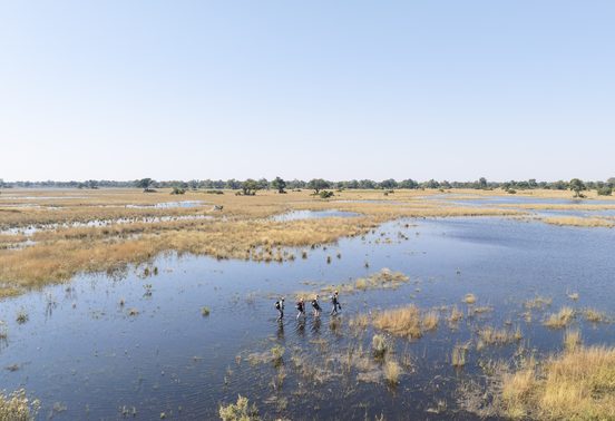 Aerial view of four guests wading through the flooded spillway of the Okavango Delta on a walking safari, Botswana